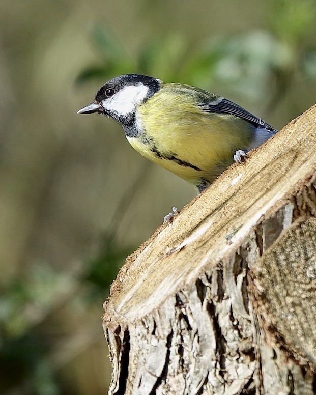great tit